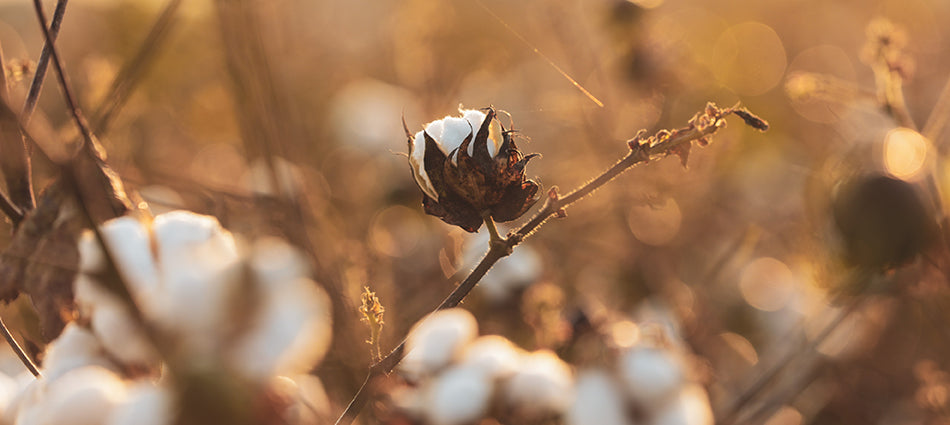 A close-up of a single cotton bud amid a field of cotton plants.