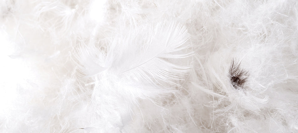A close-up of small, white feathers that look like down filling.