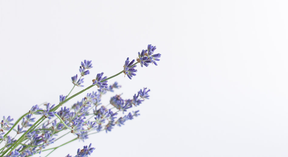 A sprig of lavender on a light purple background.