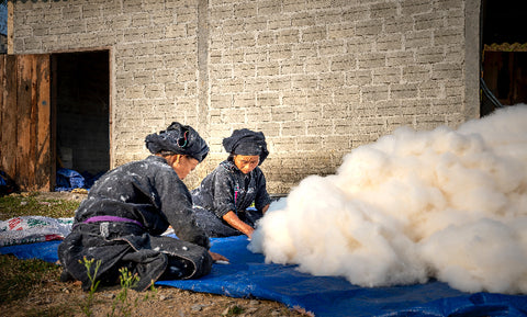 Workers on a farm harvesting cotton