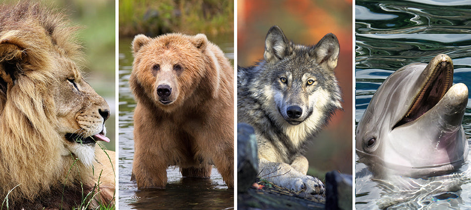 Four close-up photos of wildlife are shown as follows, from left to right: a male lion’s head in profile, a grizzly bear stands in a stream, a timber wolf faces the camera, a dolphin peeks his head out of the water, begging for food.