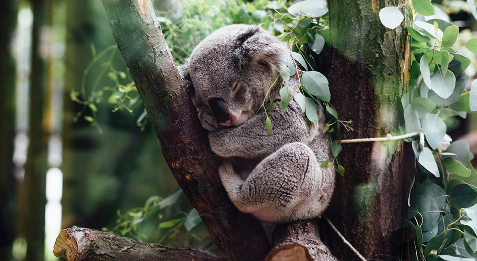 A koala is sleeping in a tree