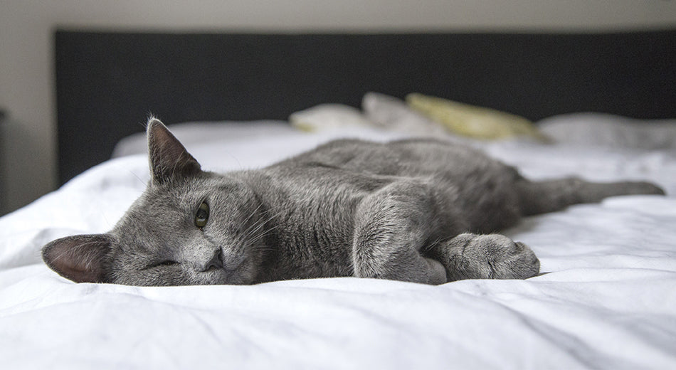 A gray cat sprawls on a bed that is dressed in white sheets. The cat has a sleepy expression.