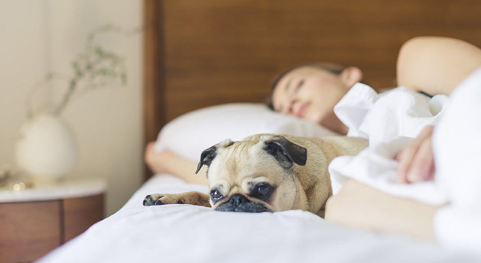 The face of a pug dog is shown in close-up.  The dog is lying in bed next to its owner’s legs, and the owner is shown in soft focus in the background.