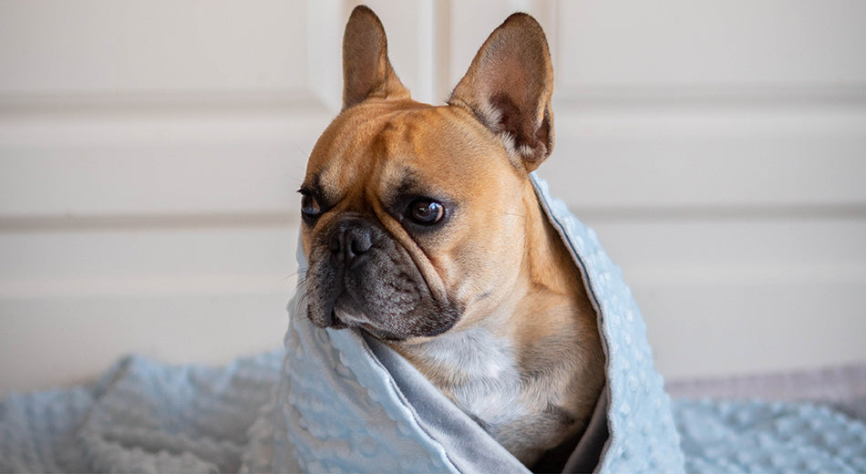 A French bulldog is wrapped in a light blue plush blanket.