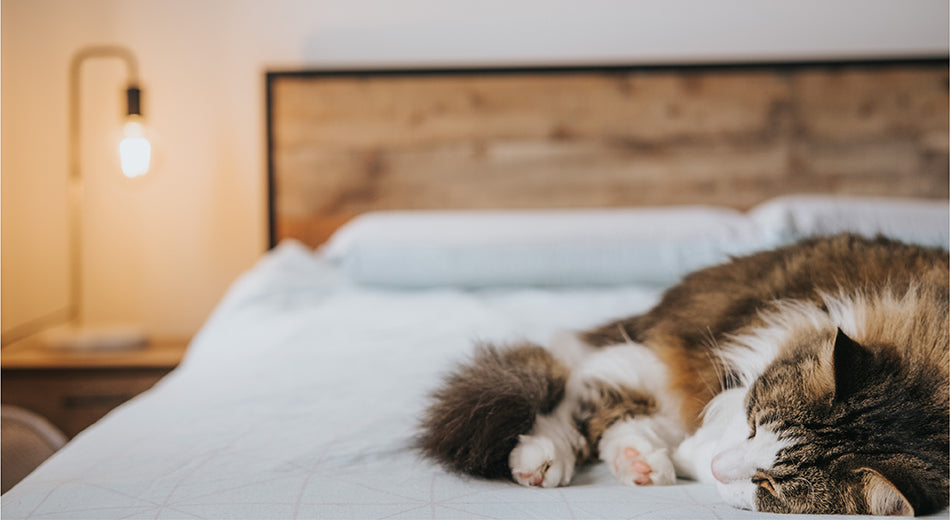 A brown and white tabby cat with long fur sleeps on a bed.