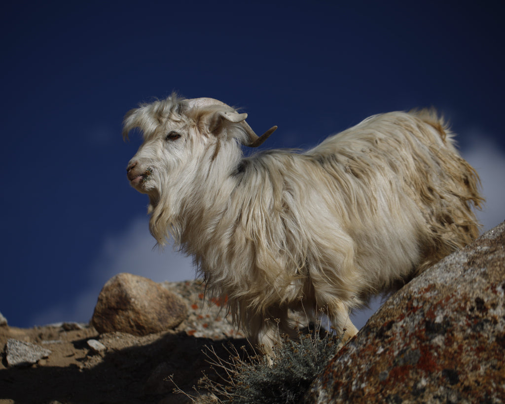 Pashmina Goat