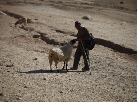 Pashmina Goat