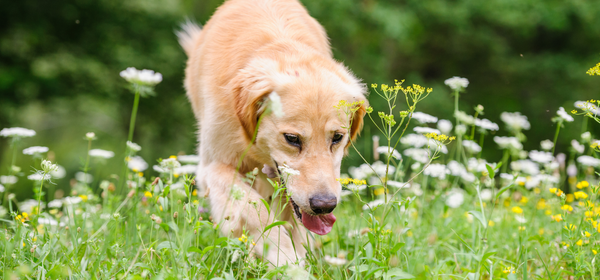 A dog sniffing through a field meadow of wild flowers