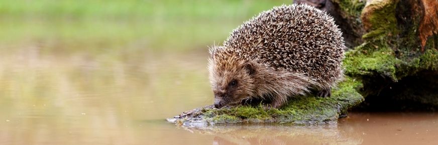 Hedgehog drinking 