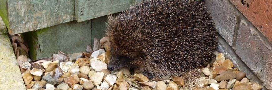 Hedgehog in garden 