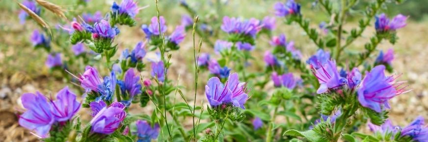 Viper's bugloss