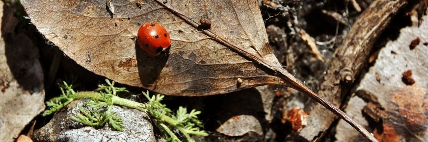 Marienkäfer auf Blatt