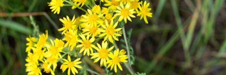 Ragwort