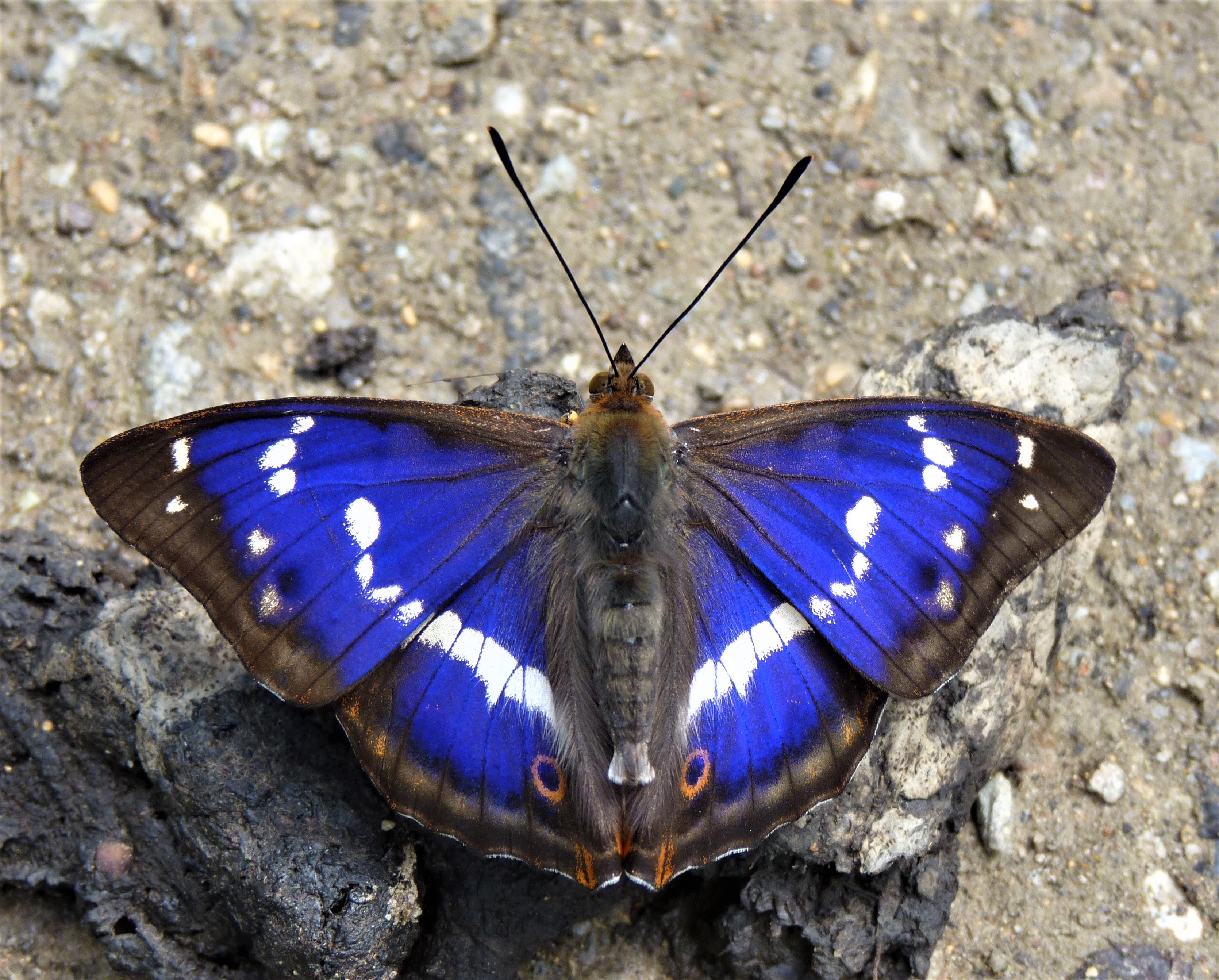 Papillon empereur violet mâle