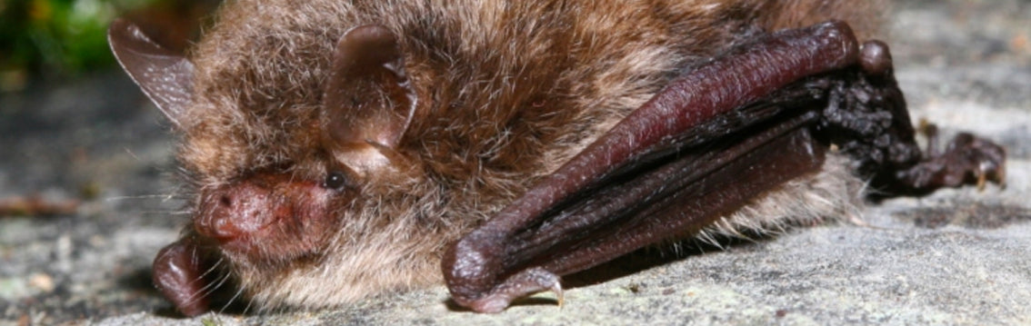 Alcathoe Bat