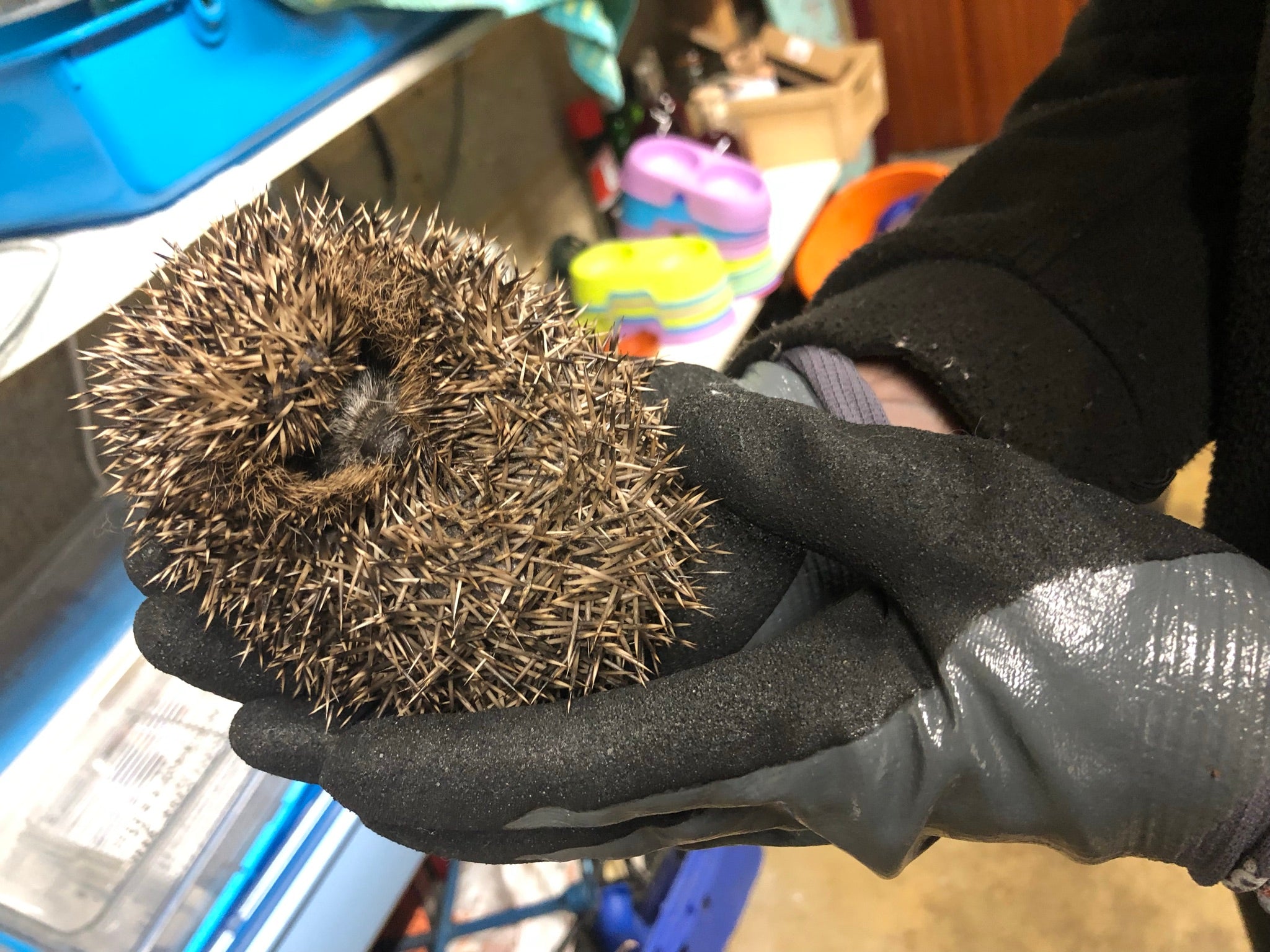 Autumn juvenile hedgehog which has been rescued