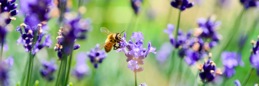 Abeille dans un jardin