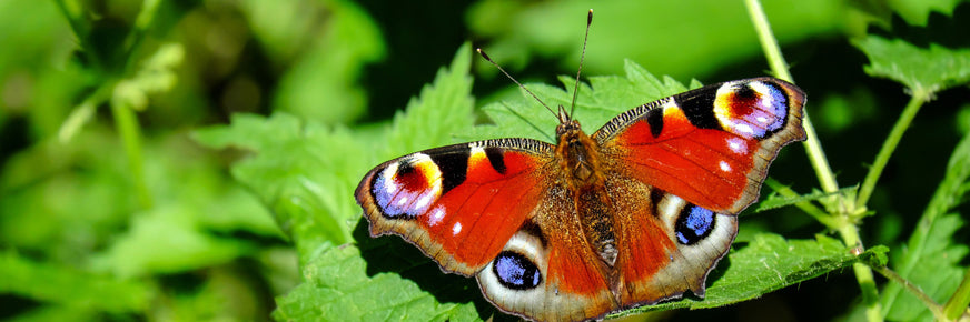 Schmetterling