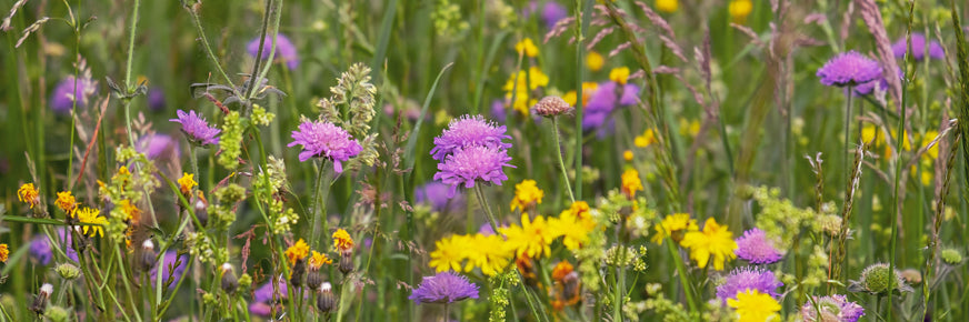 Wildflower Meadow Wildlife World