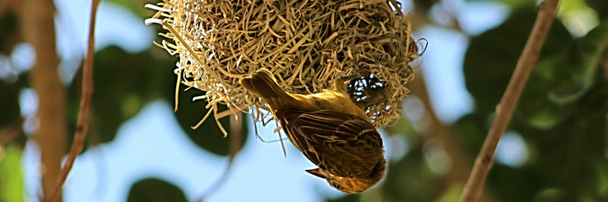 Poche de perchoir pour la construction d'oiseaux