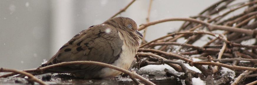 Colombe brune se percher sur des branches