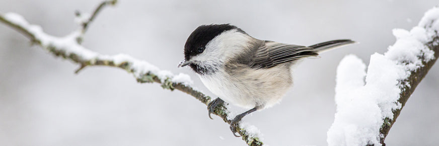 Willow Tit on Branch in Snow