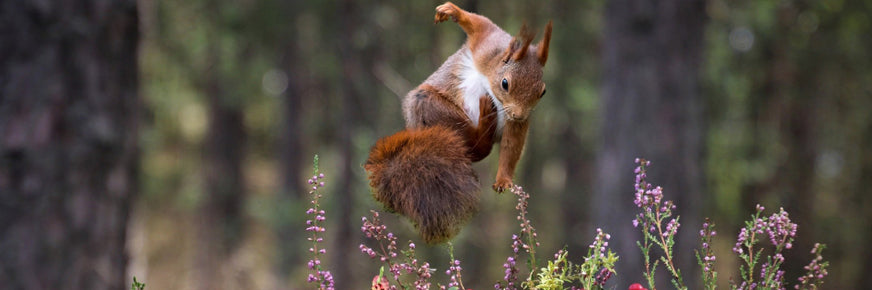 Eichhörnchen springt