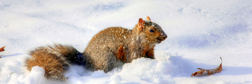 Écureuil dans la neige