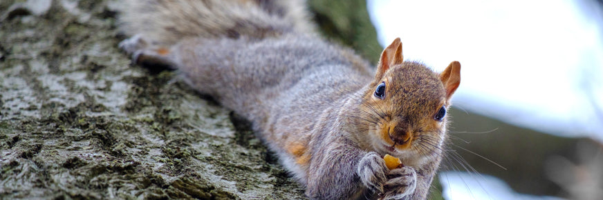 Squirrel on tree