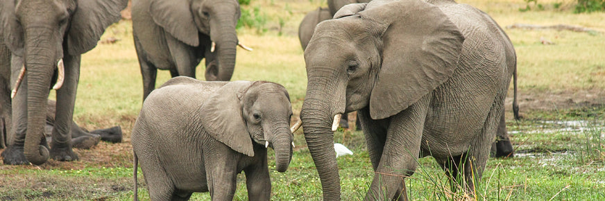 Elefanten, darunter Elefantenbabys