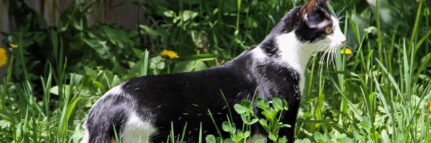 chat à l'affût