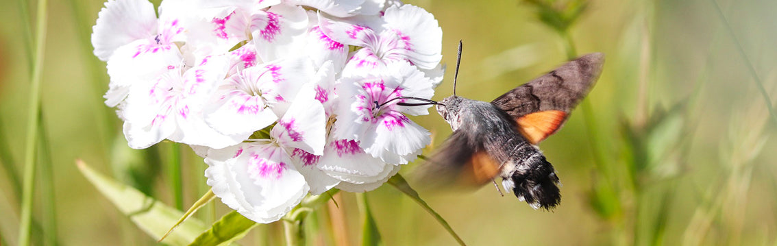 Hummingbird Moth UK