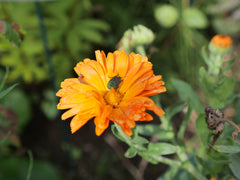 Shield Bug