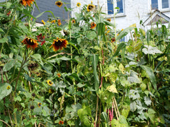 Sunflowers