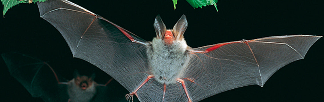 The Bechstein’s Bat