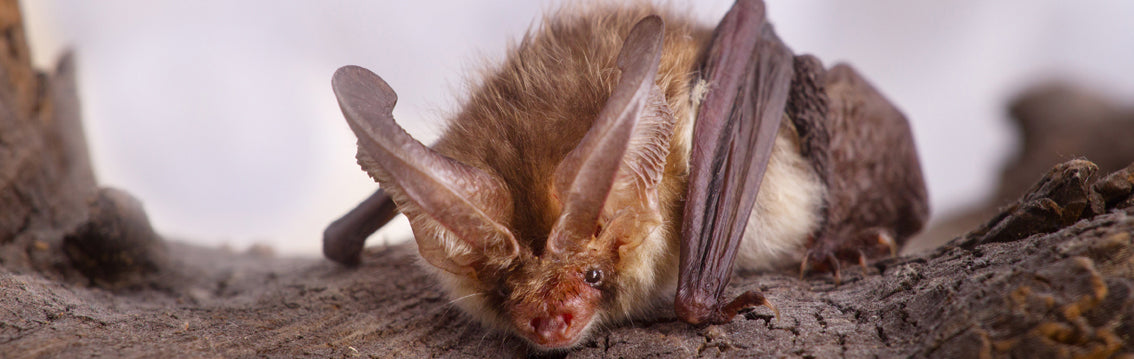 The Brown Long-Eared Bat