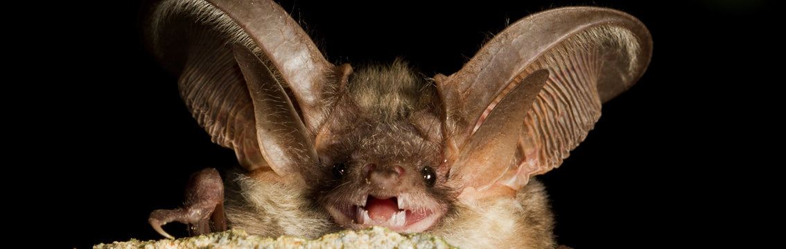 The Grey Long-Eared Bat