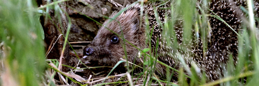 Hedgehog in the garden