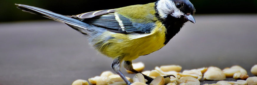 a bird eating peanuts