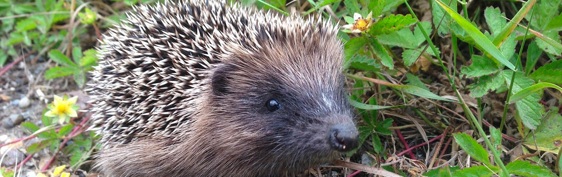 Baby Hedgehogs