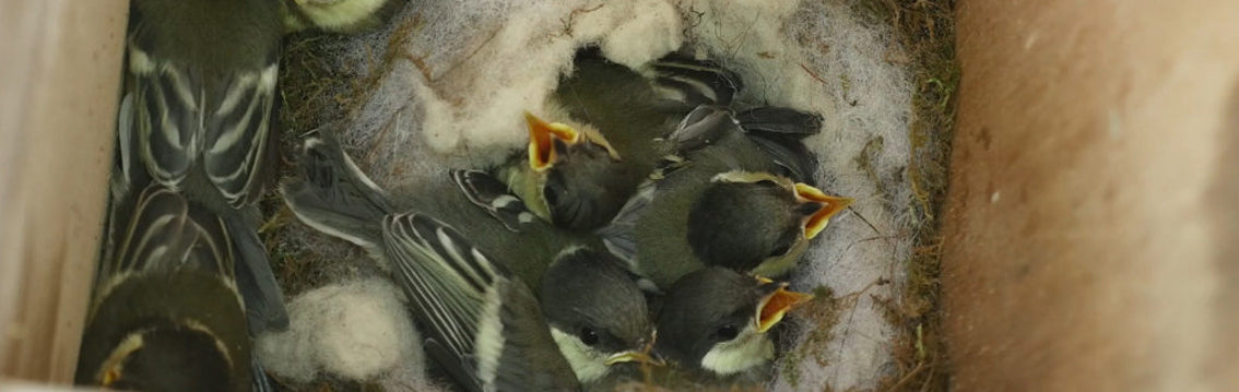 camera bird nest box