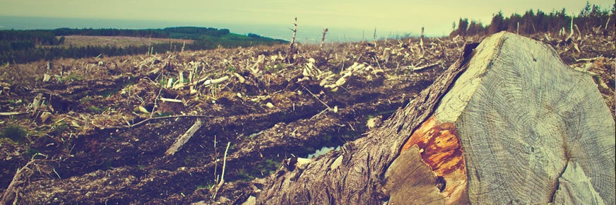 Déforestation au Royaume-Uni