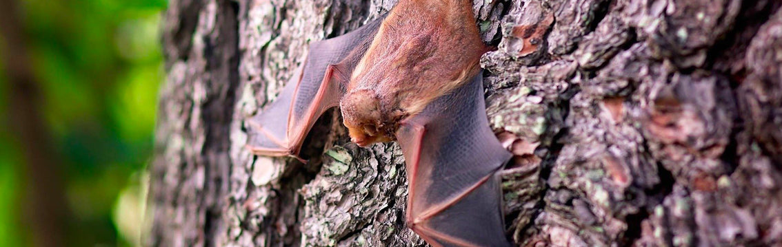 Facts About Bats