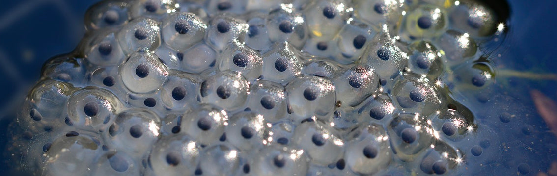 Frogs Spawn