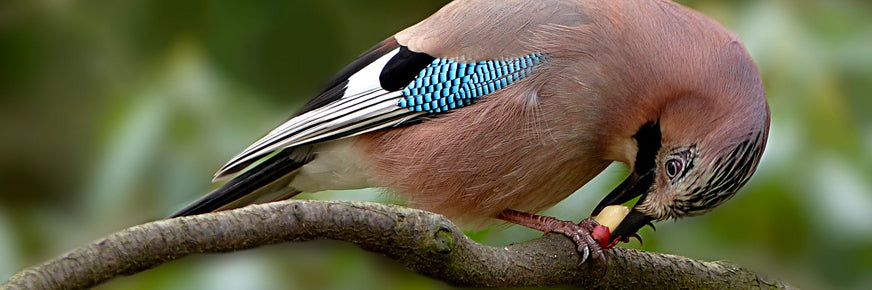 bird eating a peanut