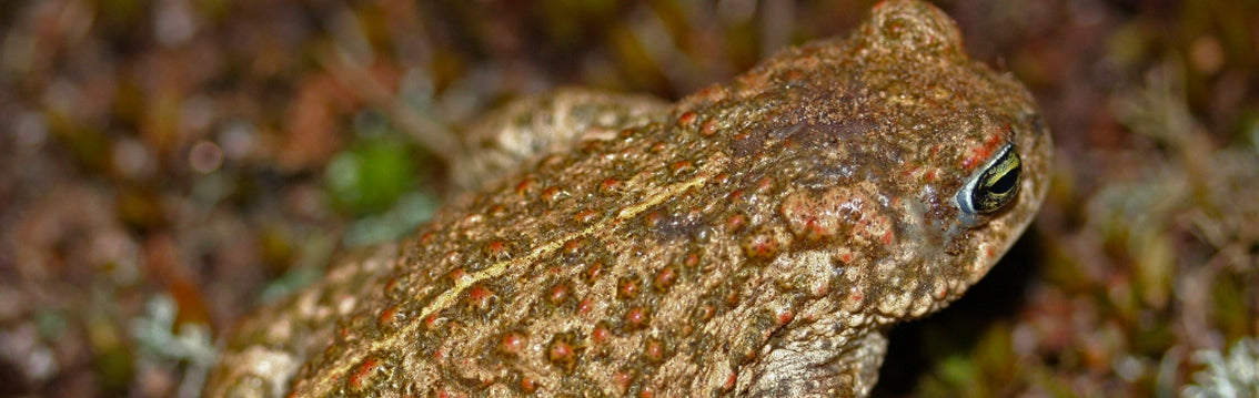 Natterjack Toad