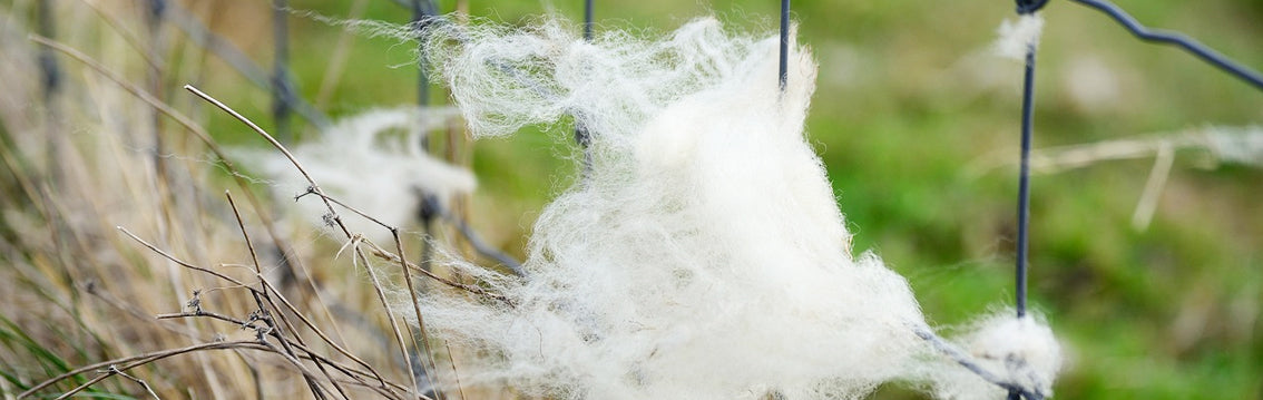 matériel de nidification des oiseaux