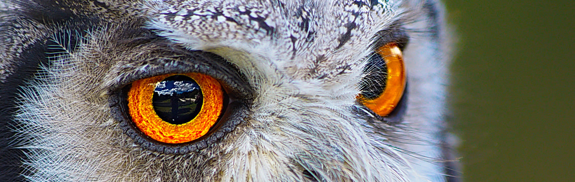 Owl Eyes