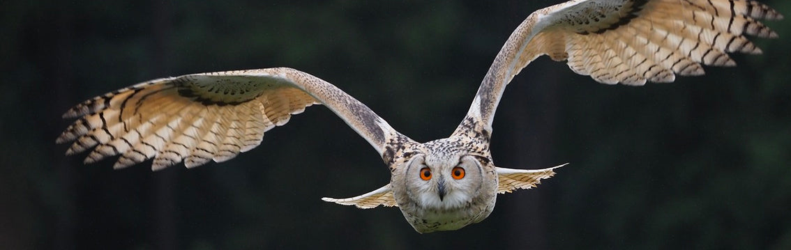 Siberian Owl